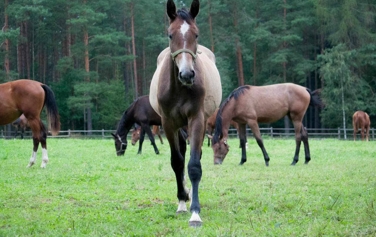 Wigierska Zagroda - agroturystyka Suwałki Zewnętrze zdjęcie